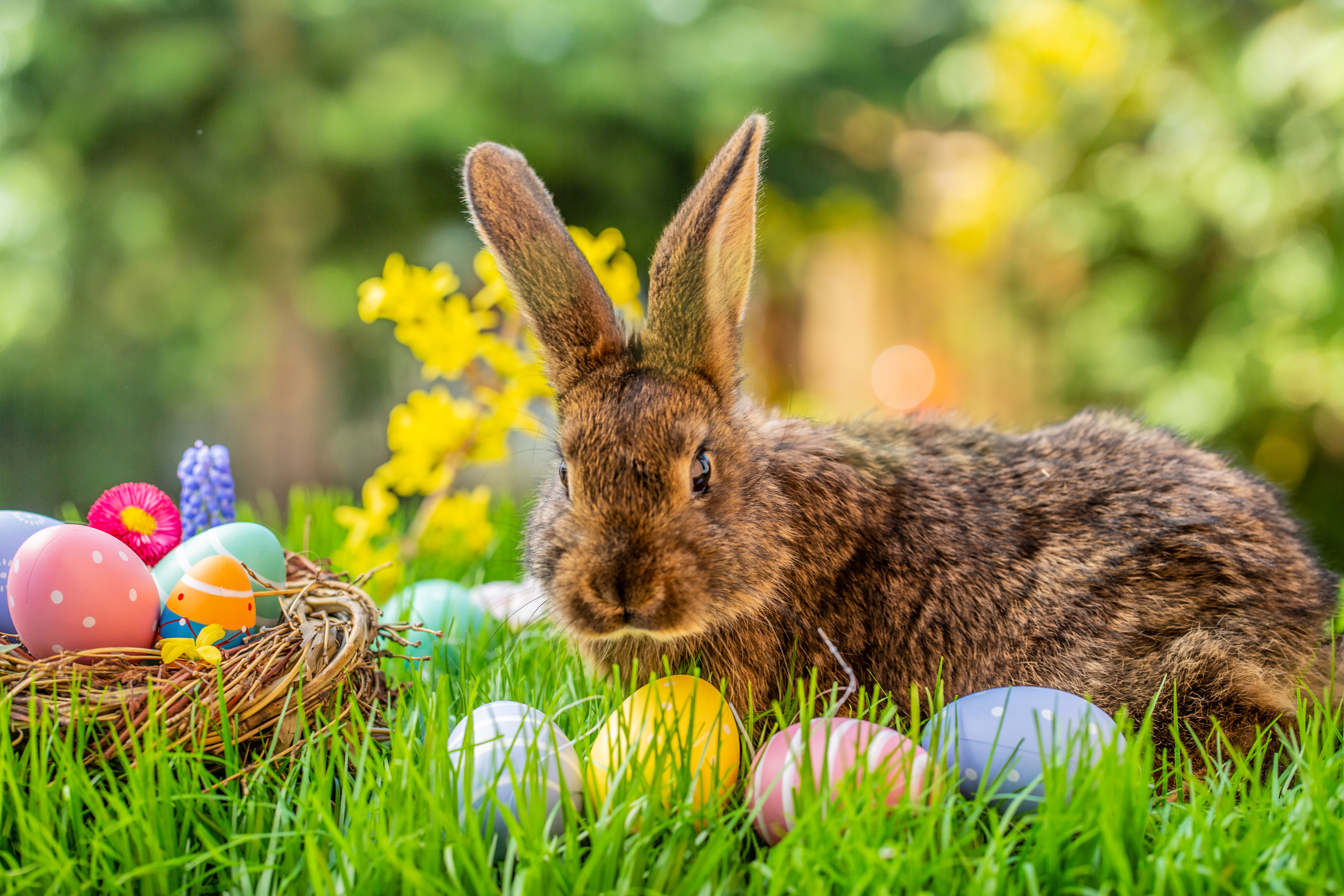 Easter Babes